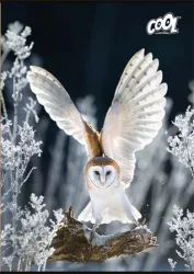 COOL BY VICTORIA Füzet, tűzött, A4, sima, 80 lap, COOL BY VICTORIA "Wise Wings"