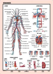 STIEFEL Tanulói munkalap, A4, STIEFEL "Vérkeringés" STIEFEL Tanulói munkalap, A4, STIEFEL "Vérkeringés"
